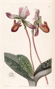 Paphiopedilum barbatum de Miss Drake